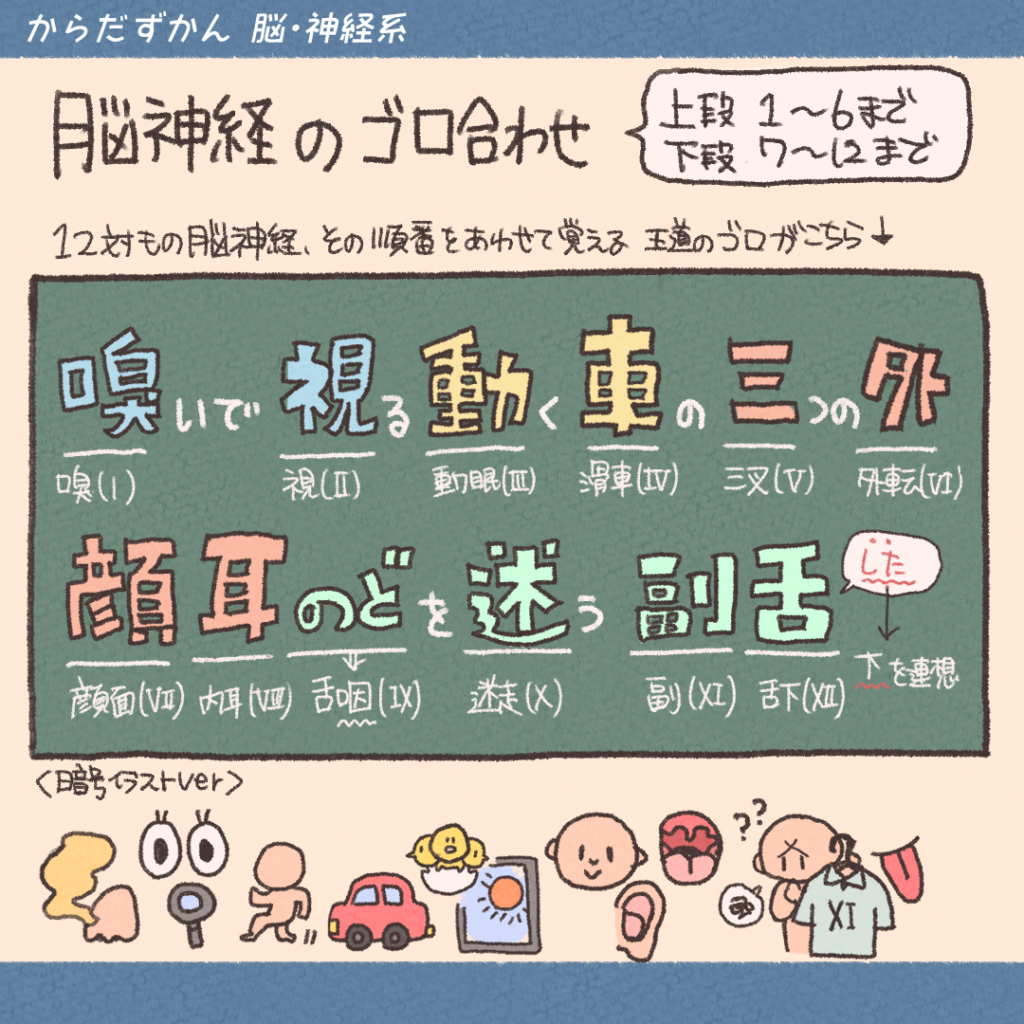 脳神経12対の覚え方完全攻略！国試を突破する語呂合わせと機能分類