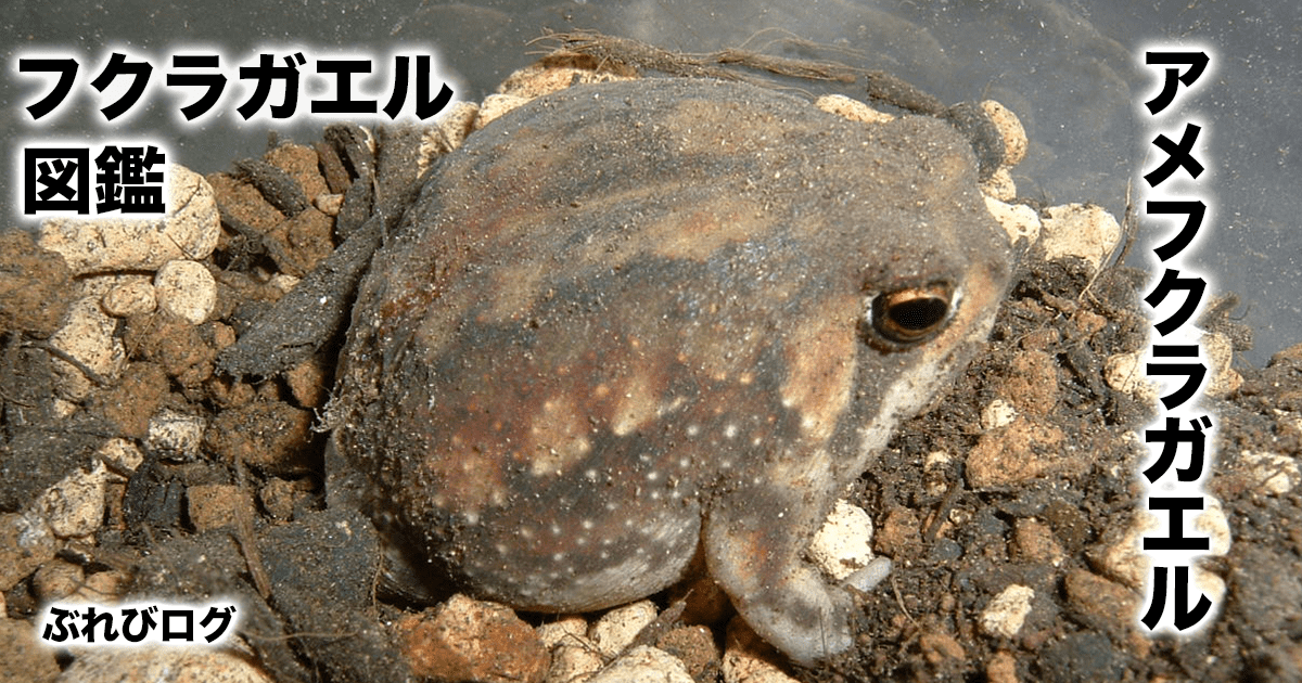 フワちゃん騒動から2年、テレビから消えた「タメ口キャラ」の現在とSns時代の残酷なリアル