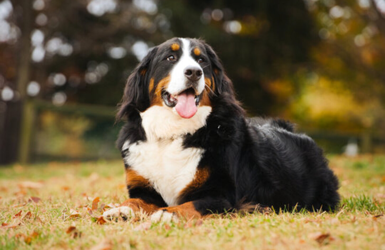 億超えの「幻の神犬」はどこへ向かうのか？ 2026年、チベタン・マスティフを巡る狂騒の終わりと新たな真実