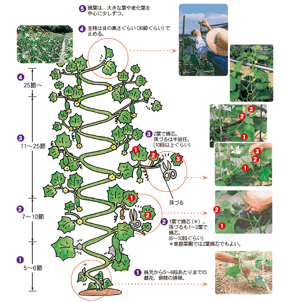 きゅうり栽培は摘芯で劇的変化！失敗しない本葉の枚数と収穫倍増の秘訣
