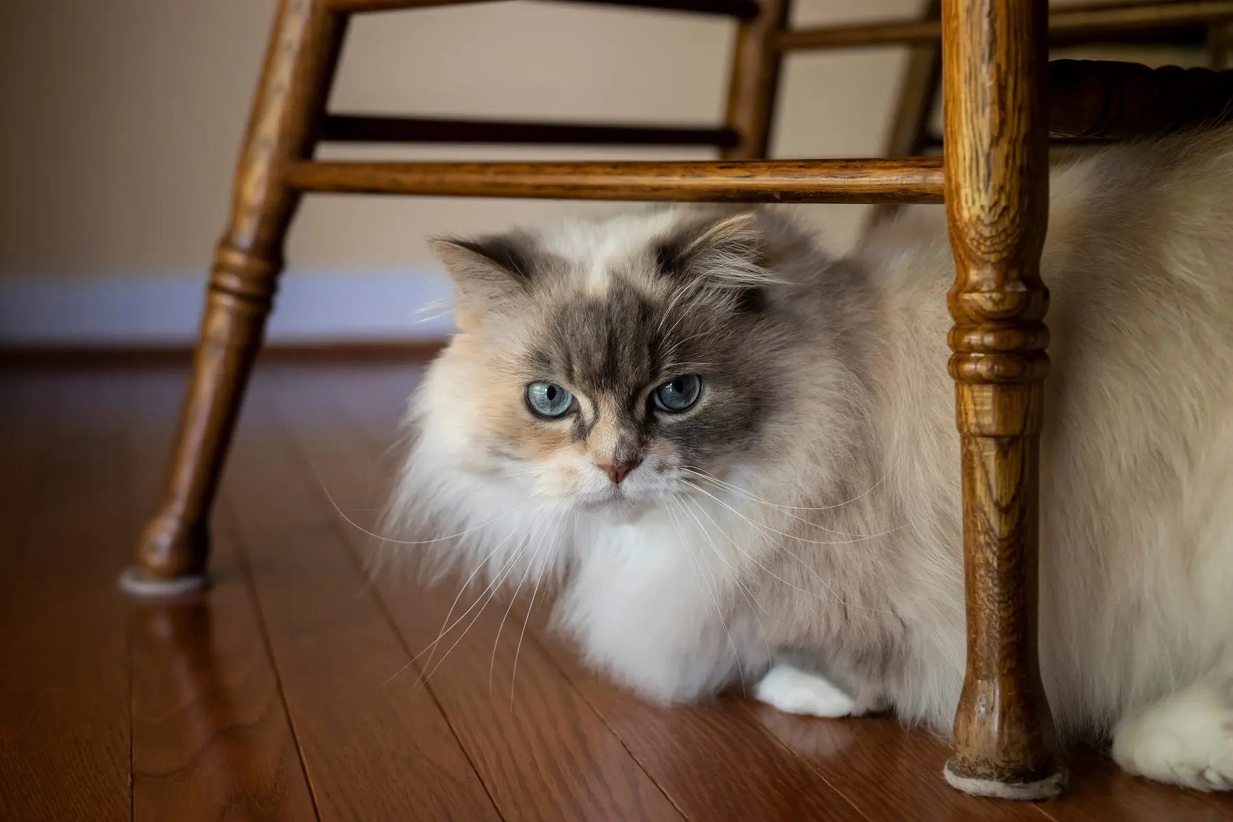 ミヌエット成猫の真実｜子猫から激変の噂と体重推移・後悔しない飼育法