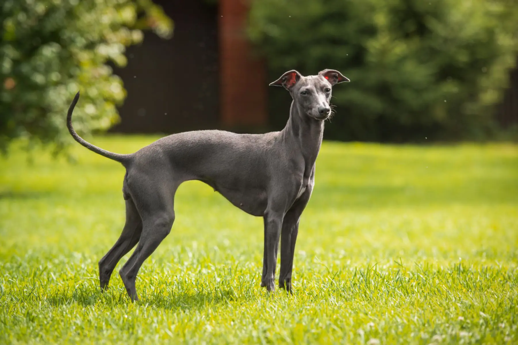 実は室内で超おっとり？大型犬グレイハウンドの性格と飼いやすさの真相