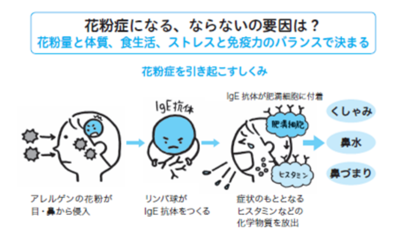 花粉症に一生ならない人の特徴とは？発症しない体質と生活習慣の真実