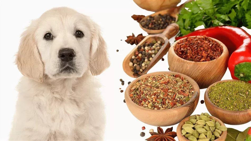 What Seasoning Can Dogs Have