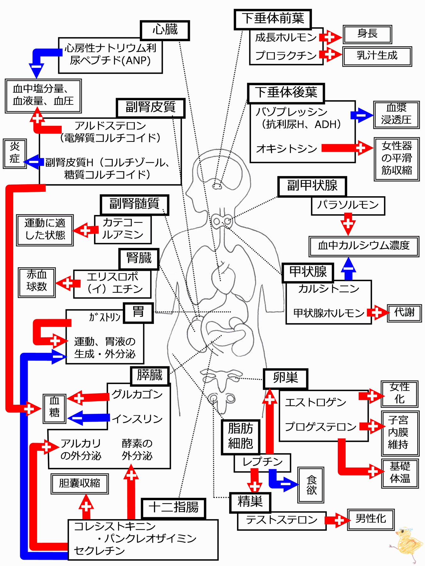 寺田町の行列焼肉！ホルモン大和の絶品名物と裏メニュー潜入取材