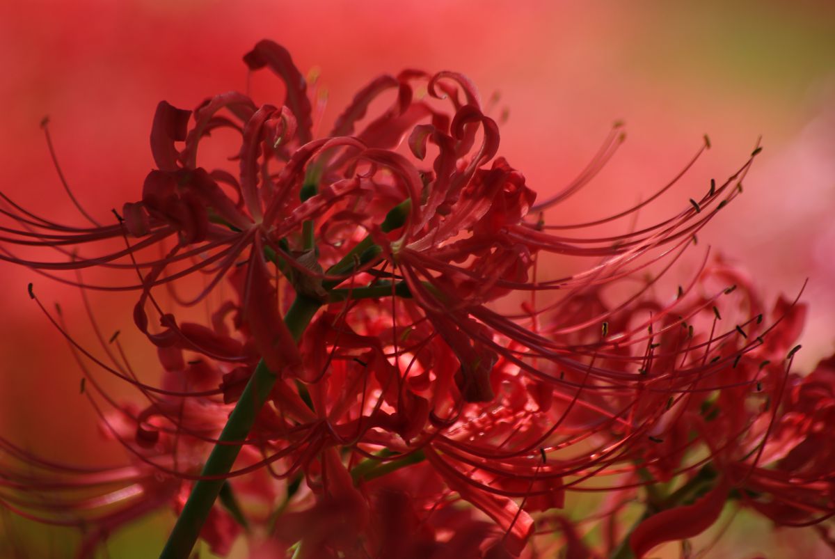 9月の花といえば？意外な花言葉の真相と失敗しない育て方をプロが徹底解説