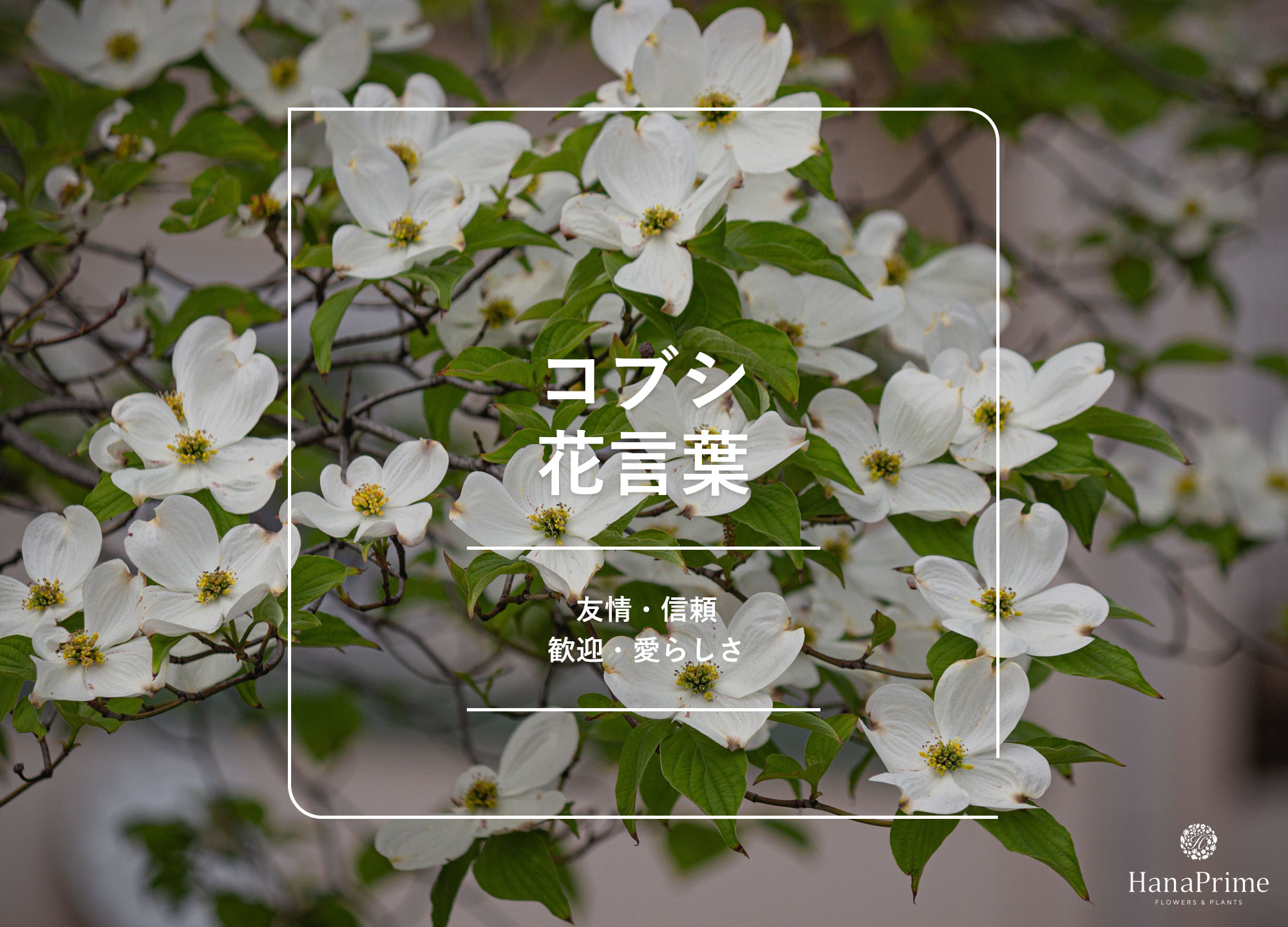 春を告げるこぶしの花と白木蓮の違いは？見分け方や花言葉・実の謎を解説