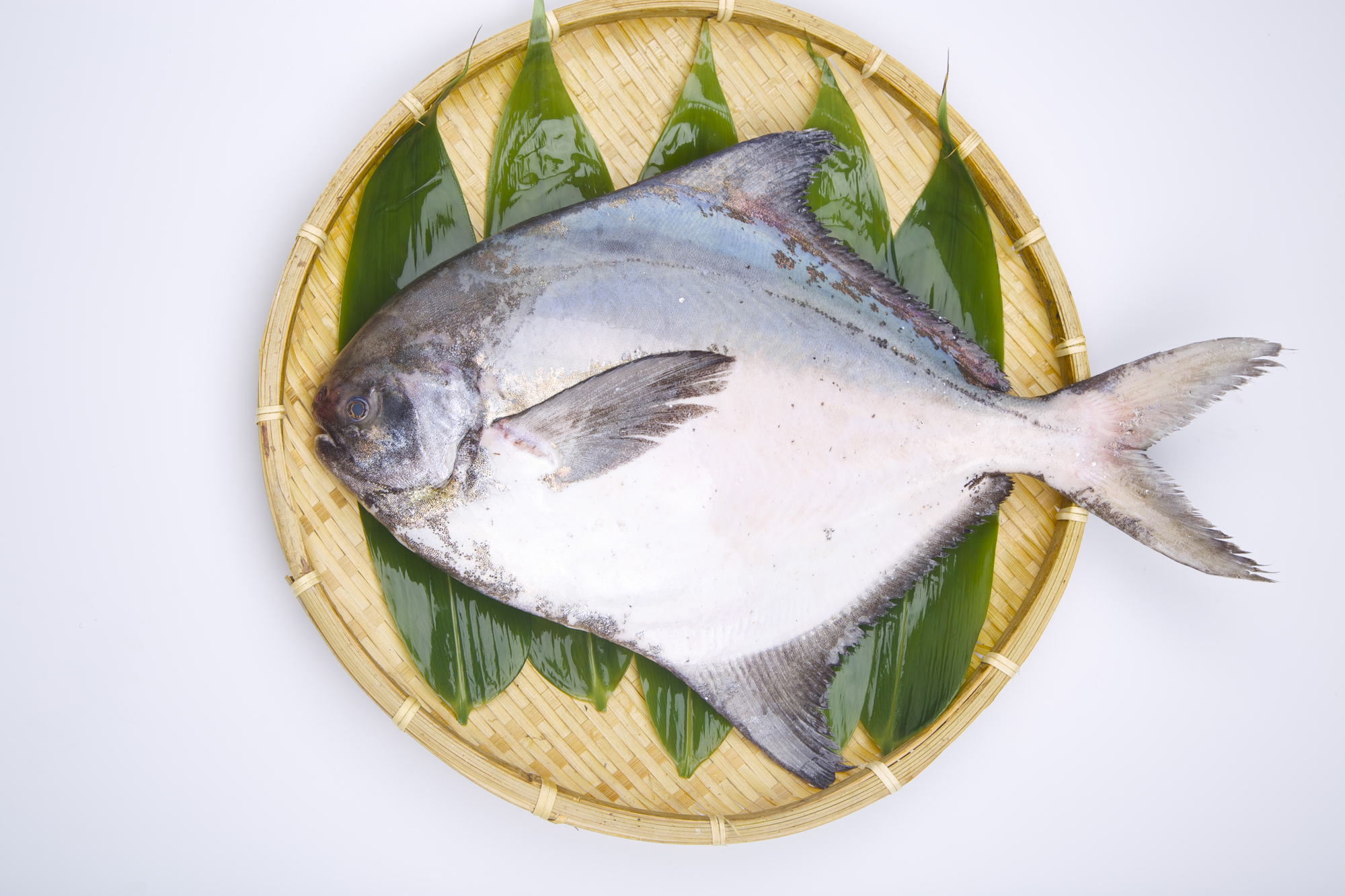 マナガツオとはどんな魚？カツオとの決定的な違いや旬・西京焼きの極意