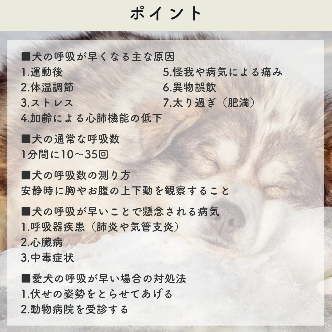 犬の息が荒い原因とは？危険な病気のサインと夜間の緊急対処法