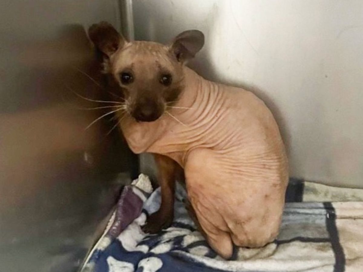 毛がない動物の進化の真相とは？ハダカデバネズミからペット事情まで解説