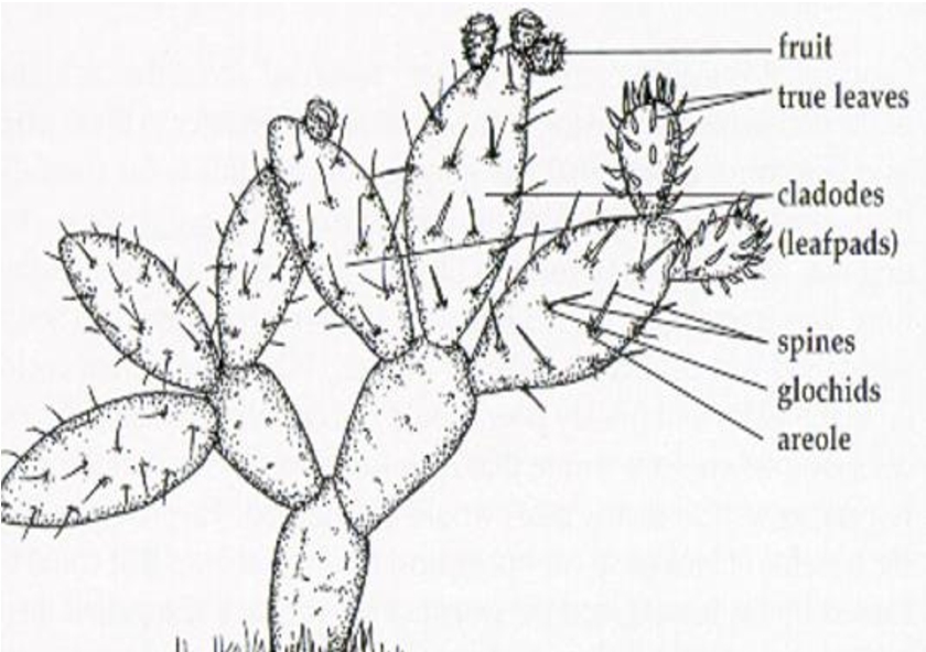Parts of Cactus Plant