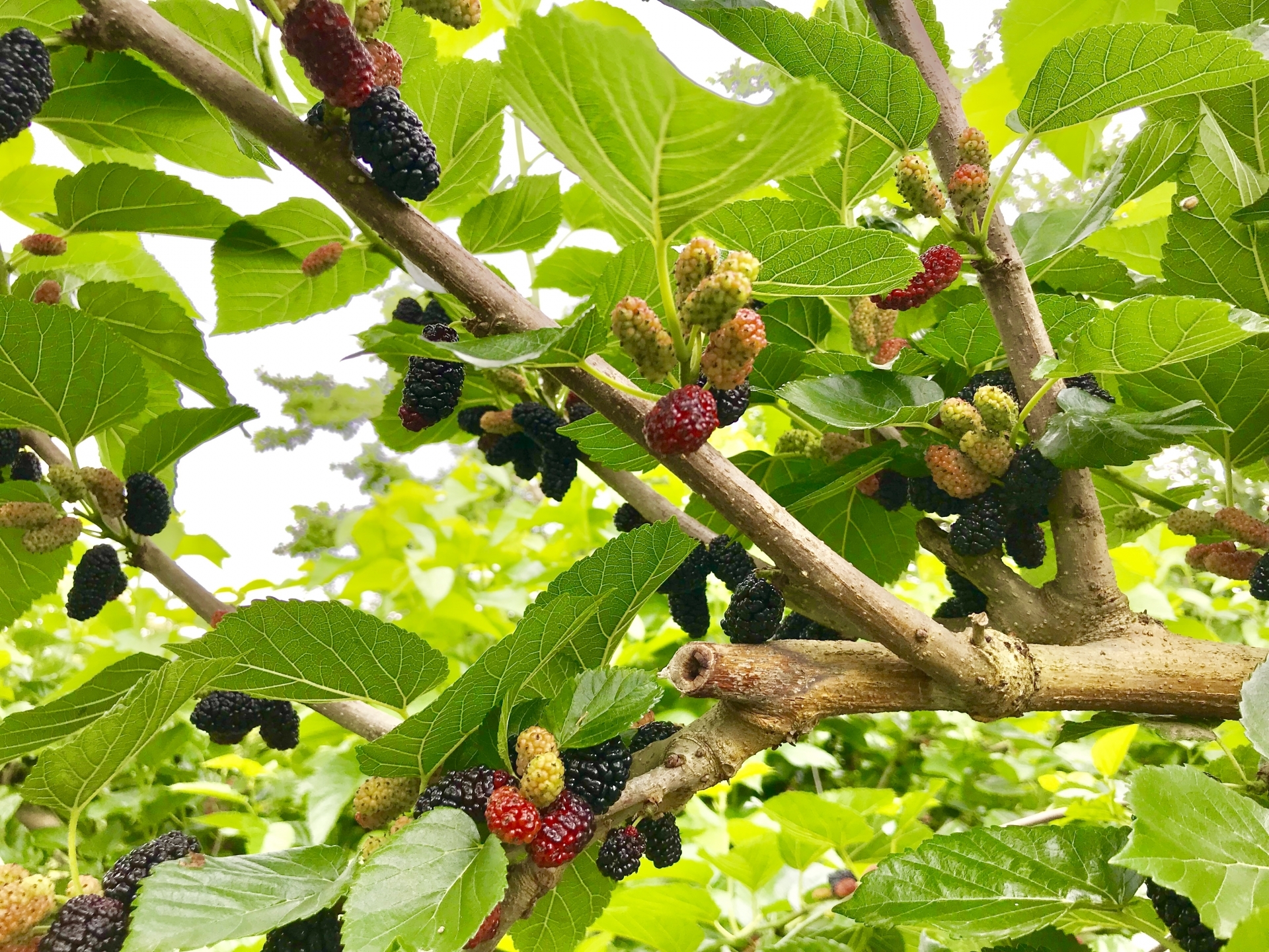 桑の木を庭に植えてはいけない？迷信の真相と実や葉の驚くべき活用法