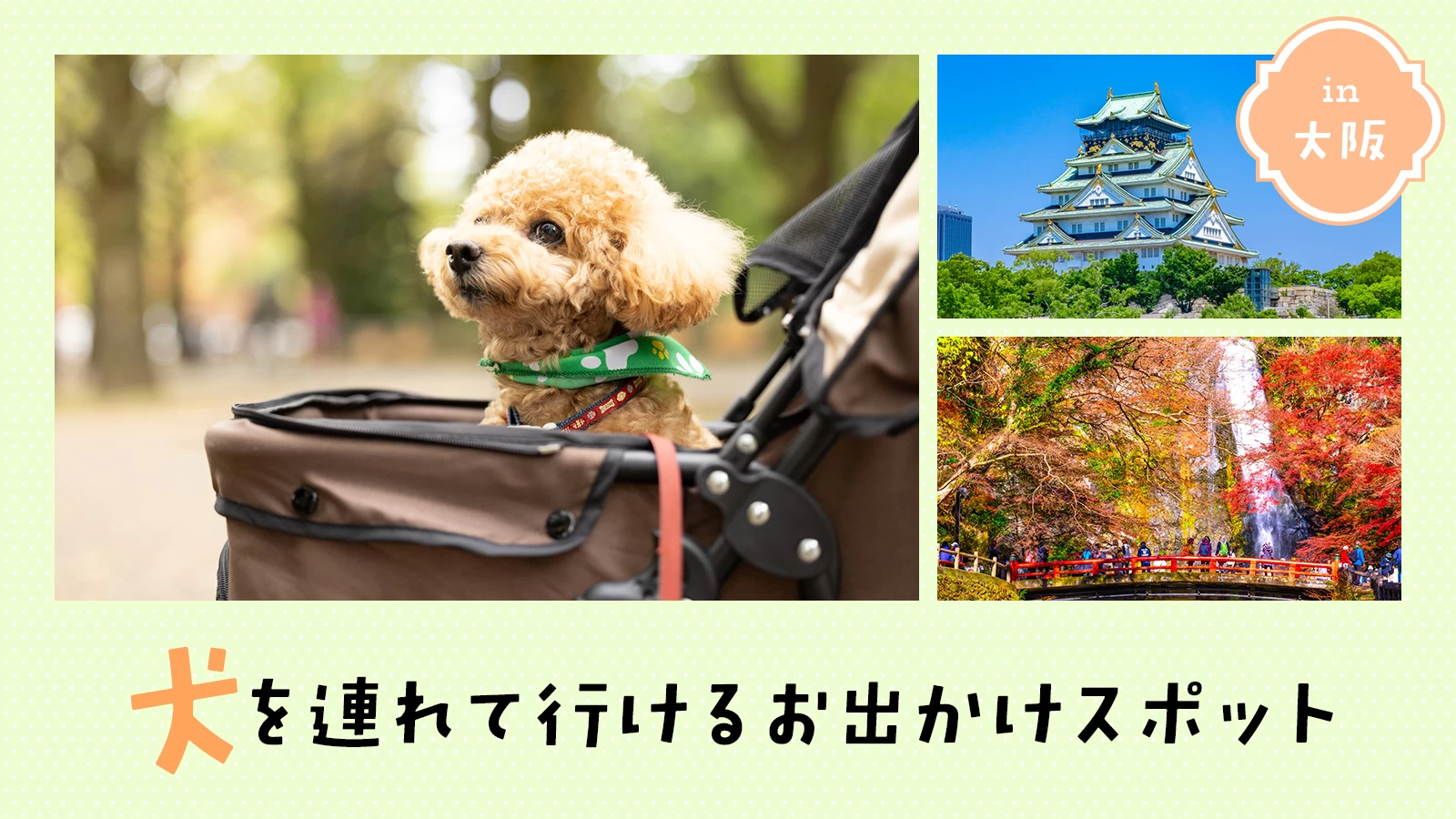 【2026年最新】関西の犬とお出かけ穴場スポットと混雑回避の真実
