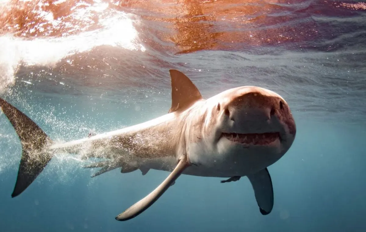 Are There White Sharks in the Mediterranean Sea