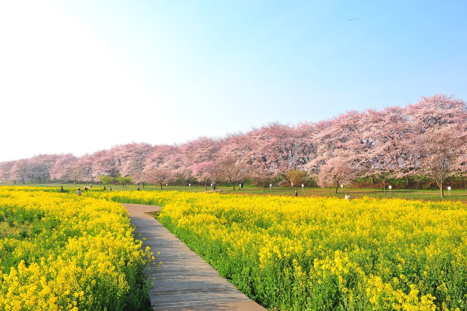【2026年最新】幸手権現堂堤の桜まつり完全攻略！見頃と混雑回避術