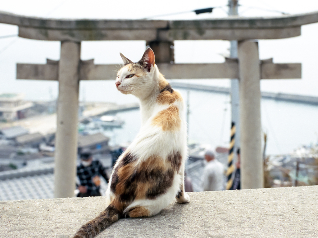 愛猫の壁爪とぎ対策！猫フィルムの驚きの効果と賃貸で失敗しない貼り方
