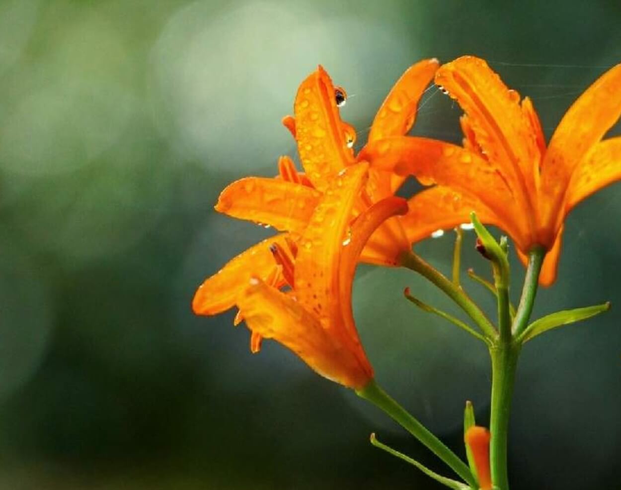 ヒメユリの花言葉は本当に怖い？噂の真相と歴史の背景を徹底解剖