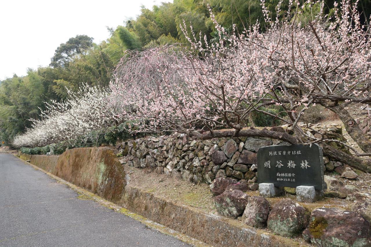 明谷梅林2026最新開花状況と見頃！4千本の絶景と梅まつり攻略法