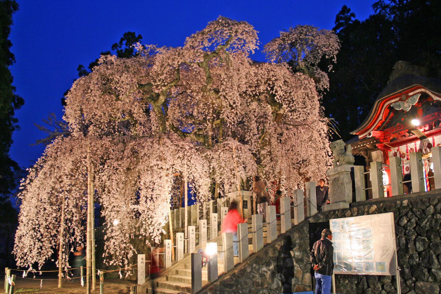 小川神社が秘める絶大なご利益とは？御朱印・歴史と2026年参拝ガイド