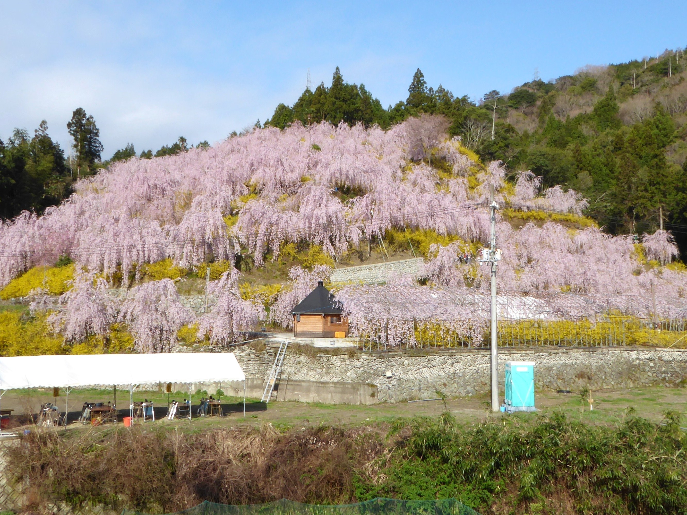 徳島ゆうかの里2026！しだれ桜の見頃・開花状況と混雑攻略ガイド