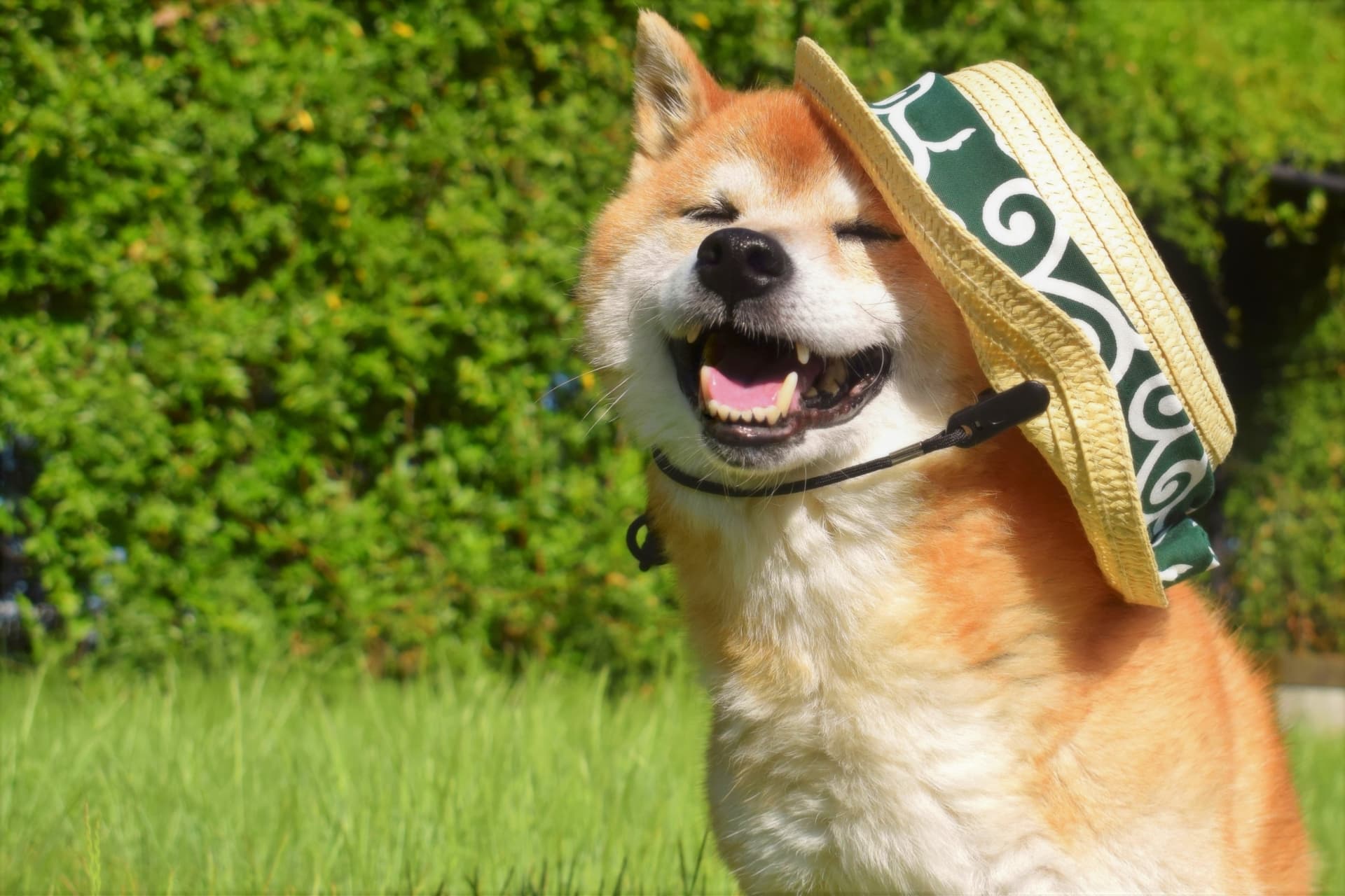 暑さに強い犬の秘密を解明！人気犬種ランキングと2026年猛暑対策