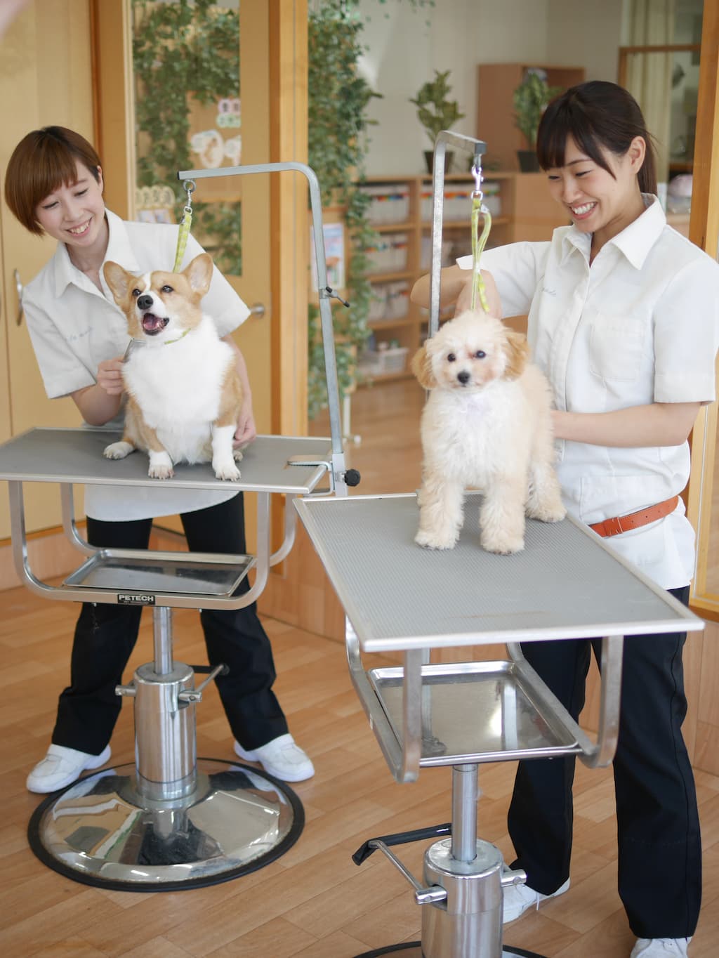 愛犬を守る動物美容室の選び方と料金相場の真実【2026年最新版】