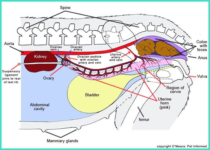 Stomach Pregnant Female Dog Anatomy with Puppies
