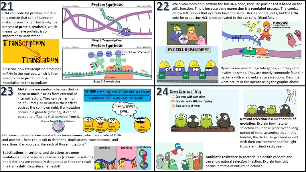 Amoeba Sisters Video Recap Answer Key Nature of Science