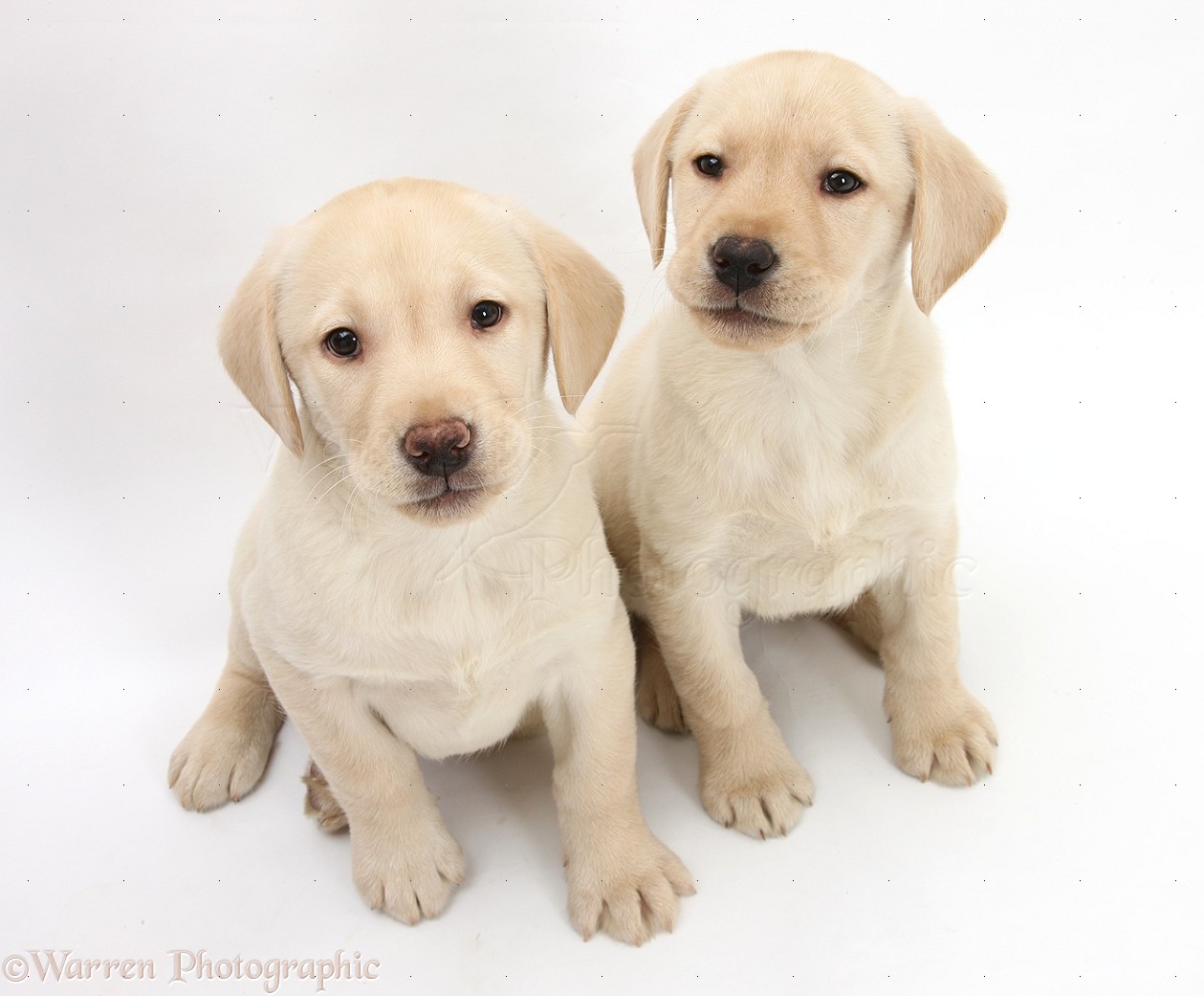 Puppies at 8 Weeks
