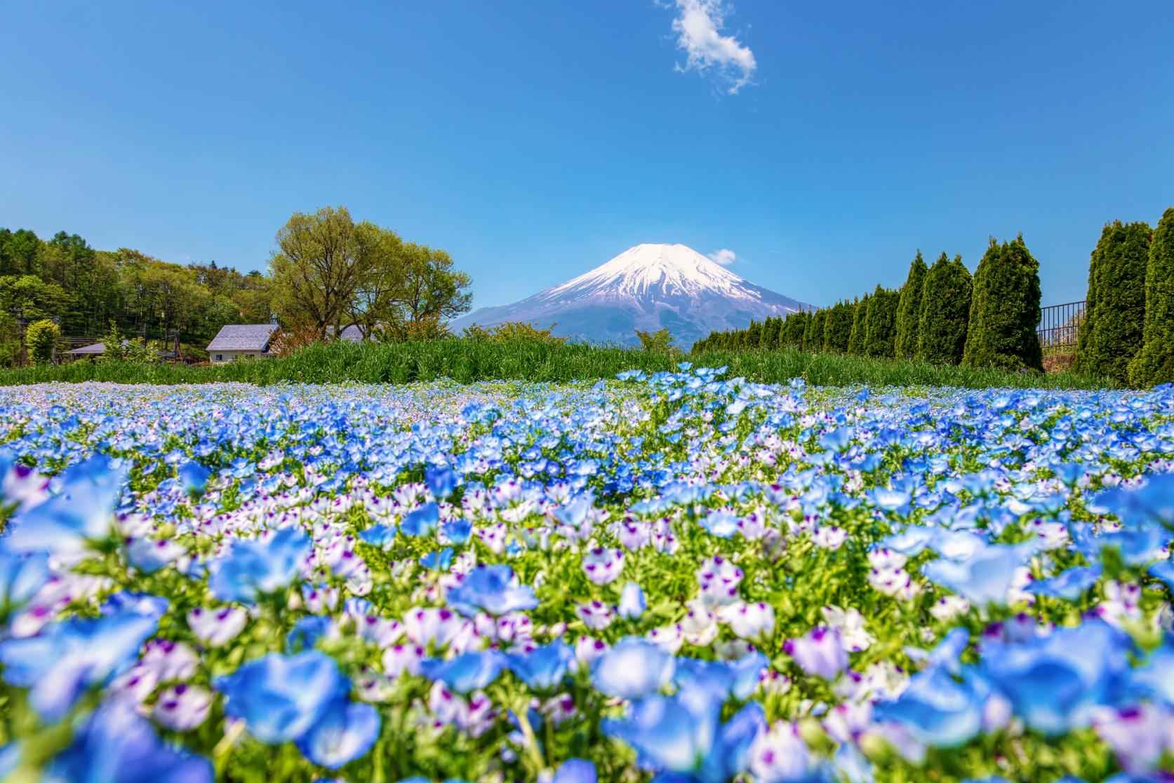 山中湖花の都公園の見頃と開花状況2026！富士山絶景の撮影術