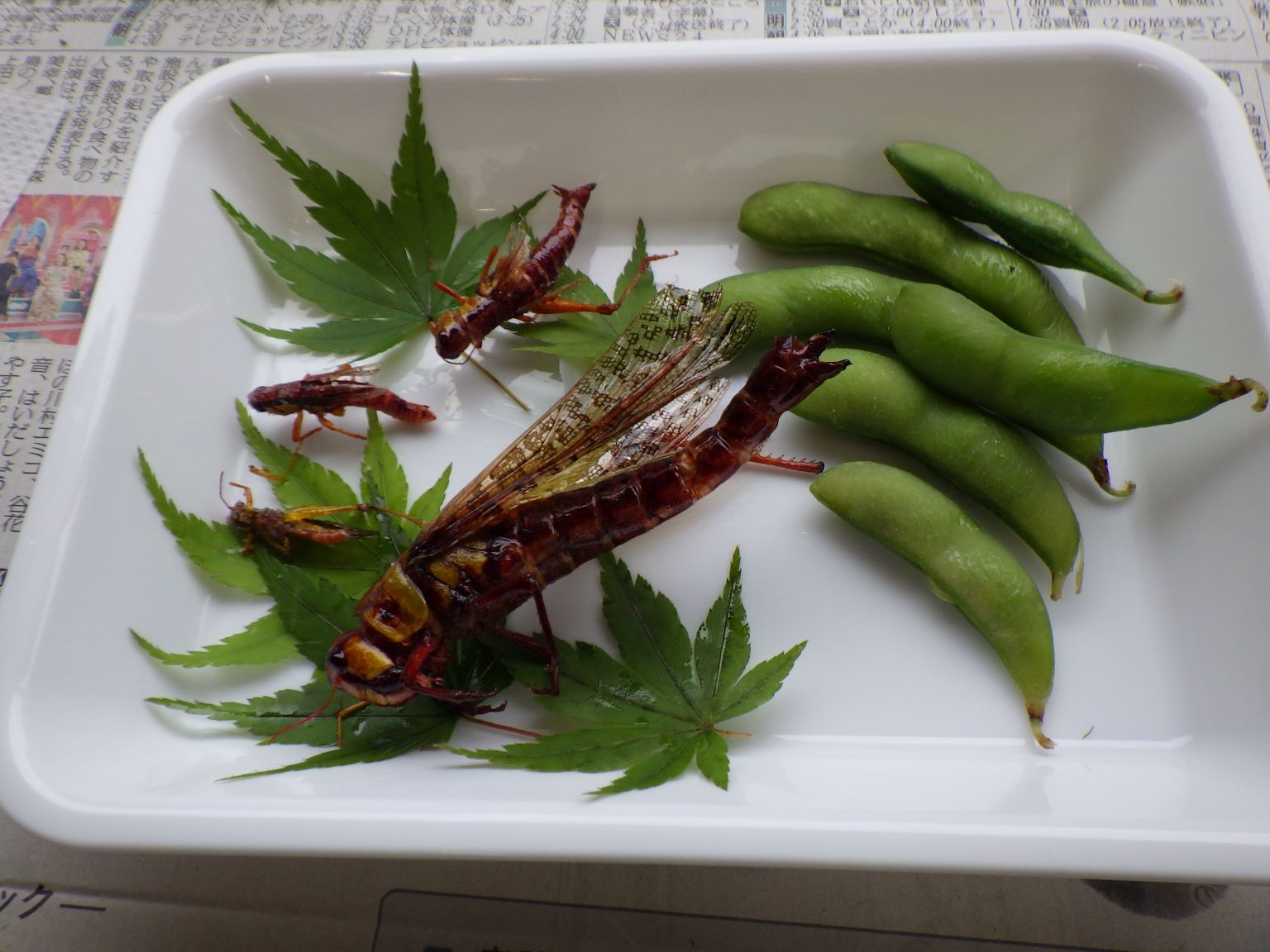 バッタの食べ物は何が正解？野菜とイネ科の決定的な違いと飼育法