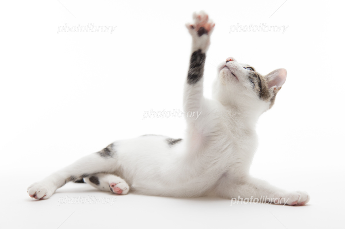 猫が手を伸ばすのはなぜ？甘えの裏に潜む「病気のサイン」と心理を徹底解説