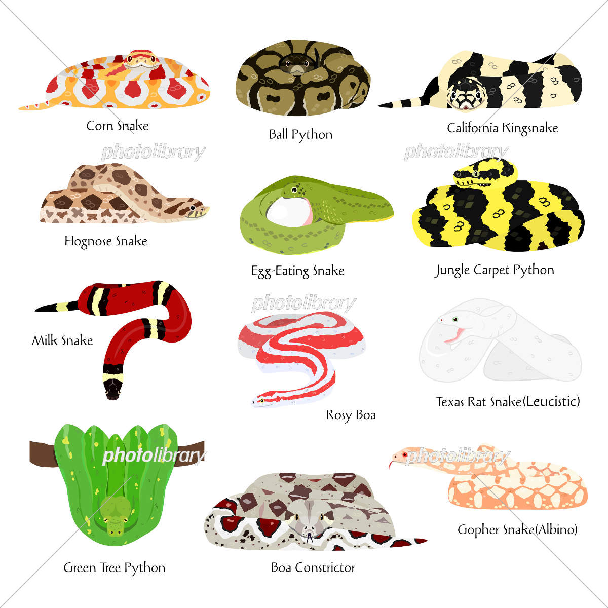 ペットヘビ飼育の真相！初心者向け人気種と初期費用・寿命を徹底解説
