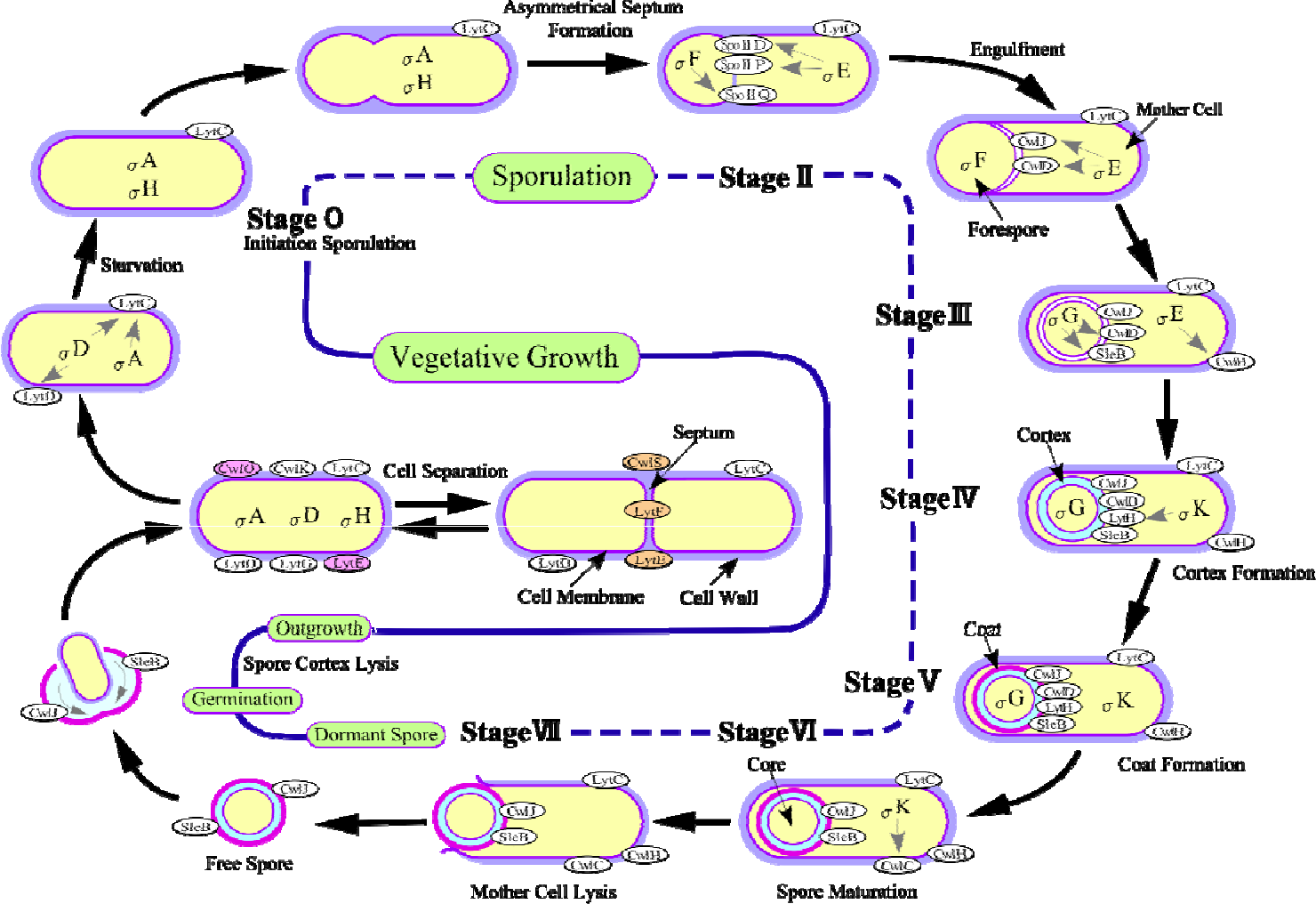 E Coli Where Does It Come From