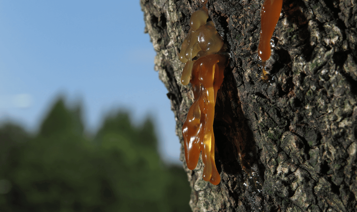 Sticky Liquid Oozing out of Some Trees