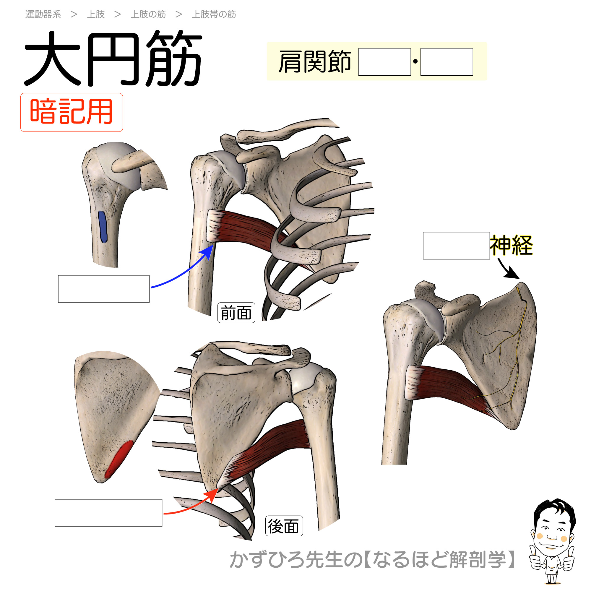 大円筋の作用とは？広背筋との違いや逆三角形を作る鍛え方を徹底解剖