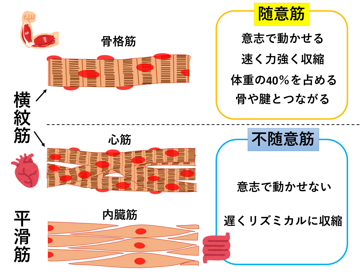 横紋筋と平滑筋の違いを完全図解！心筋の分類と国家試験頻出の覚え方