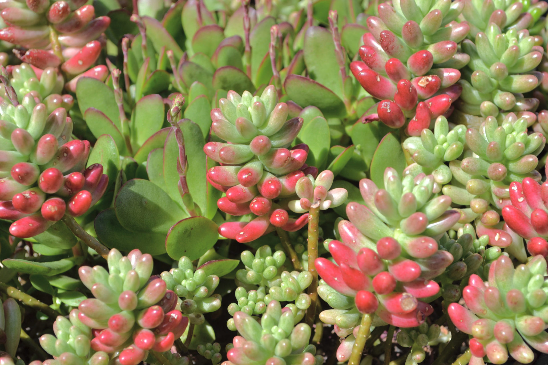 虹の玉が真っ赤に紅葉しない理由とは？失敗しない育て方と増やし方