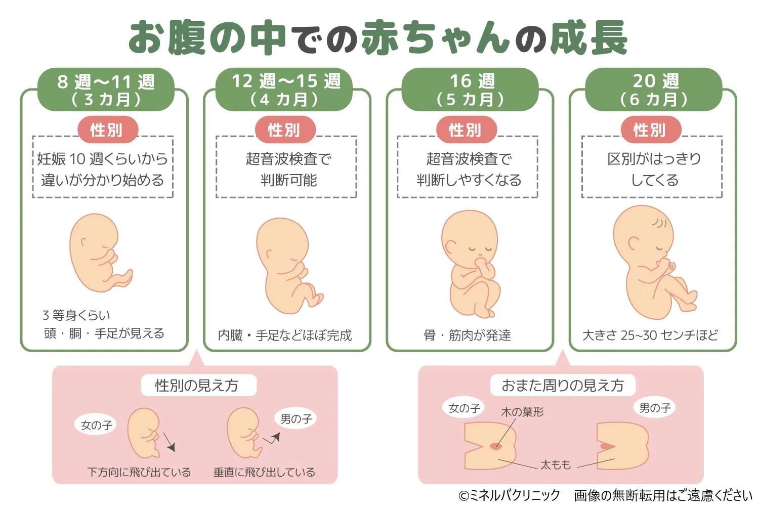 赤ちゃんの性別ジンクスは当たる？医学的根拠と噂の真相を徹底検証