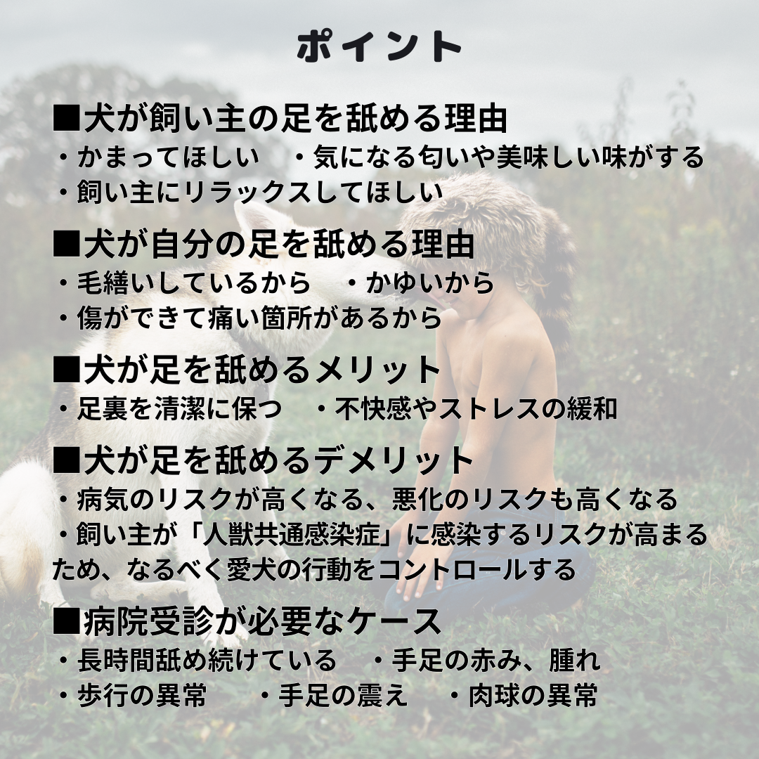 犬が舐めてくる理由とは？部位別の心理と病気サイン【獣医師解説】
