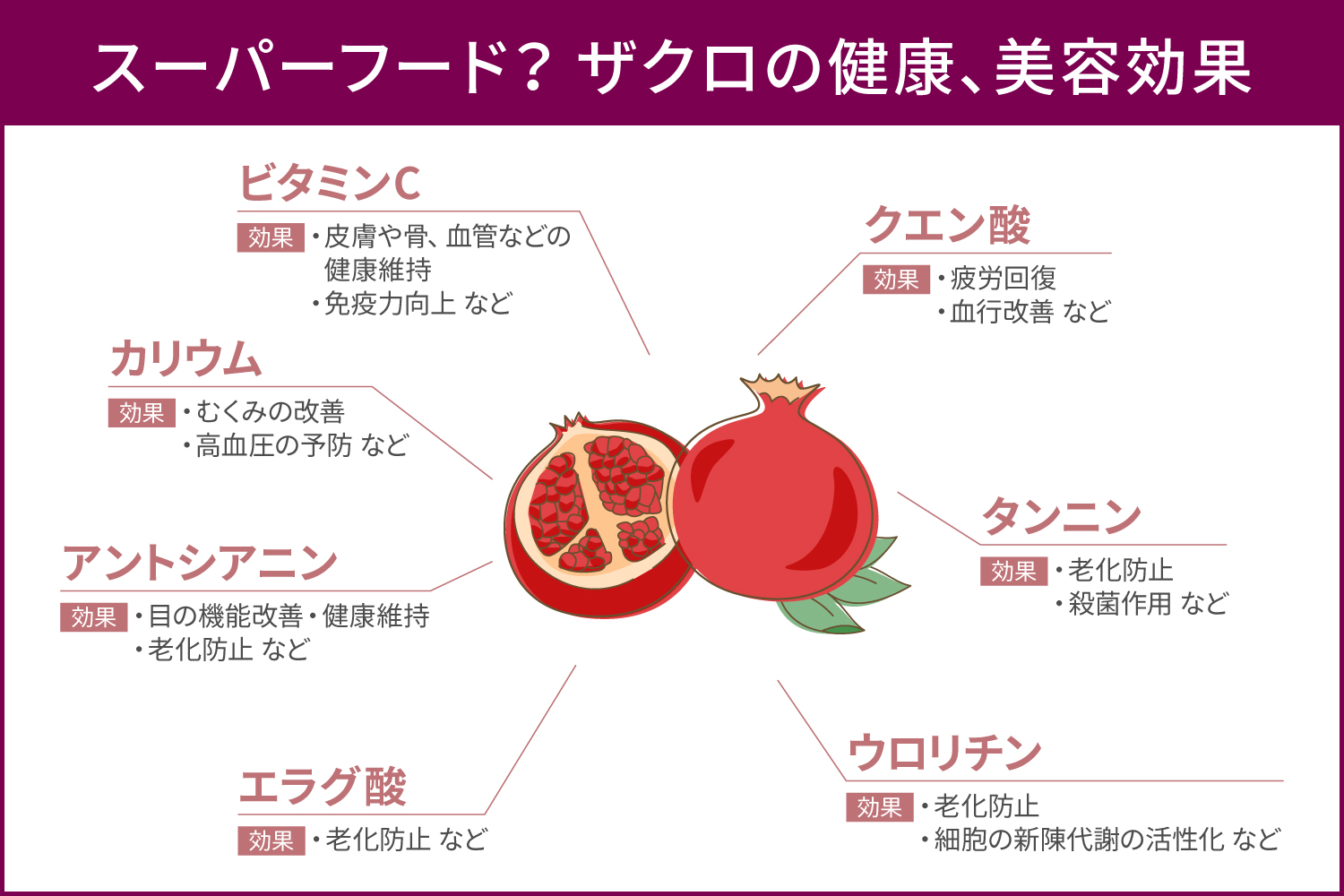 ザクロ効果の真相解明！女性ホルモンの噂と若返り成分ウロリチンの真実