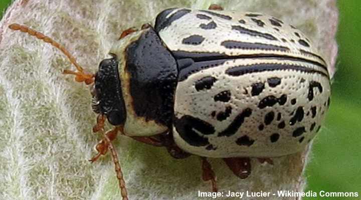 White Bug with Black Dots