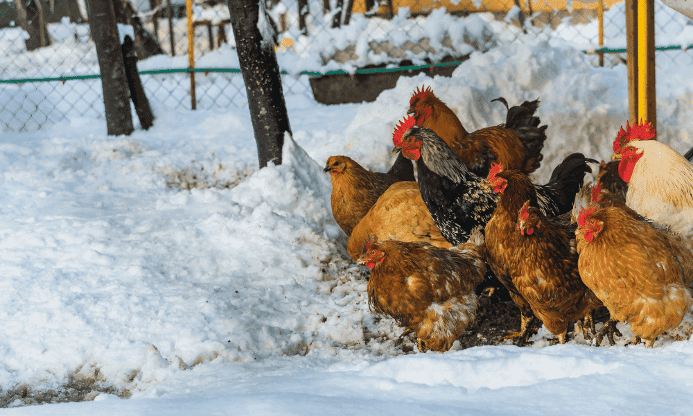How Cold Can Chickens Get