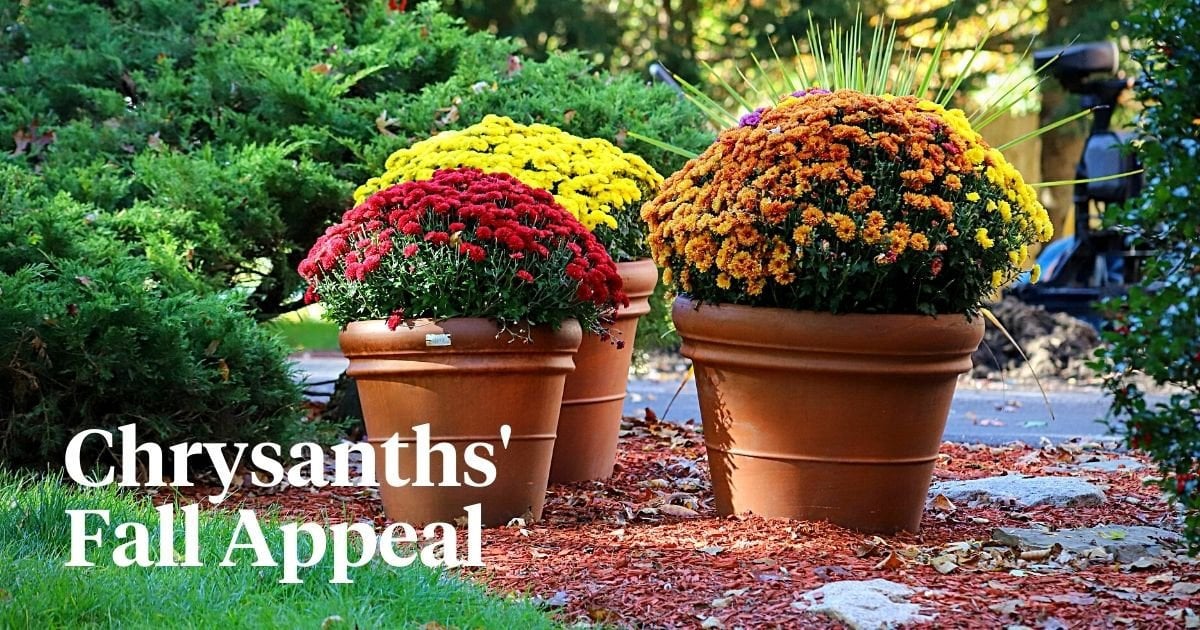 How to Turn September Chrysanthemums into a Jaw-Dropping Fall Showcase