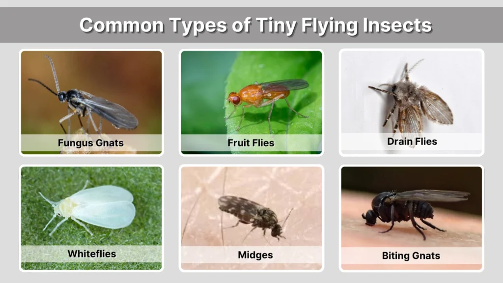 Tiny House Bugs That Fly