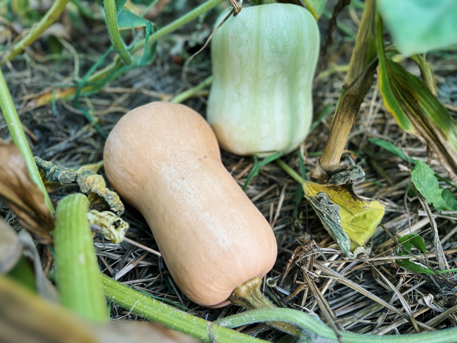 When Butternut Squash Ripe