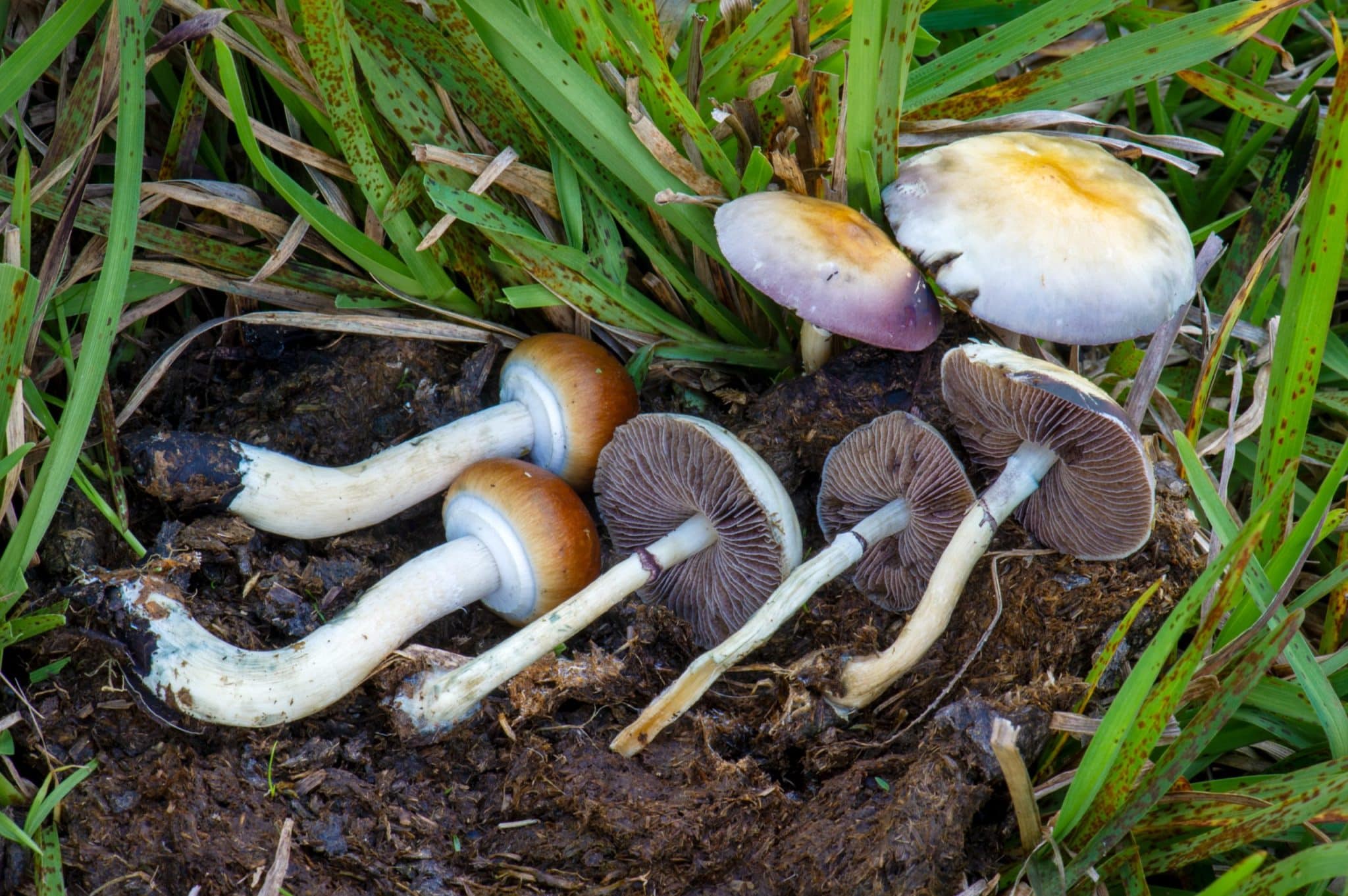 Where Do You Find Magic Mushrooms