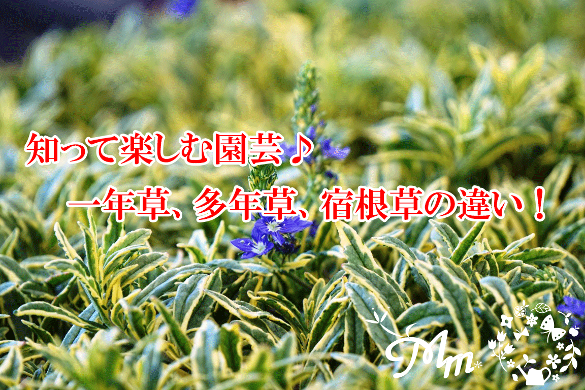 多年草とは？一年草・宿根草との違いや植えっぱなし人気品種を徹底解説