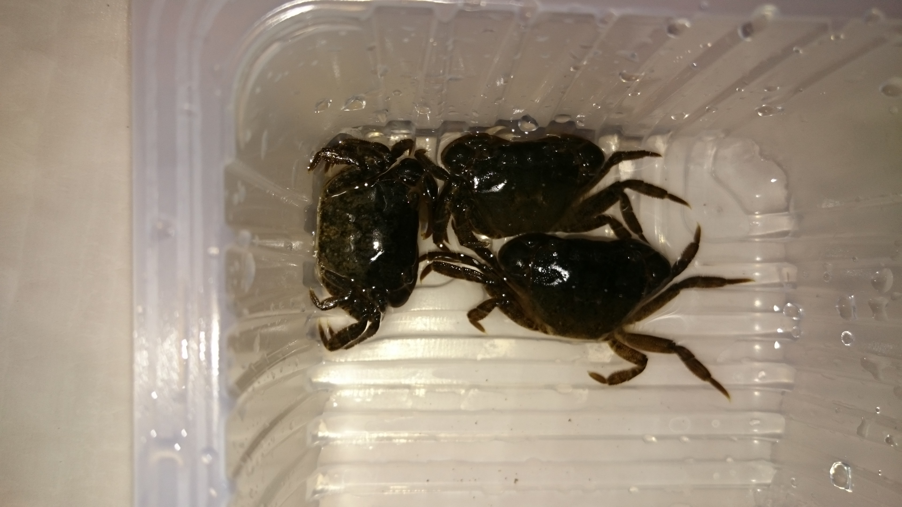 窓を開けて寝るのは本当に危険？防犯と健康の盲点・安全な換気法を解説