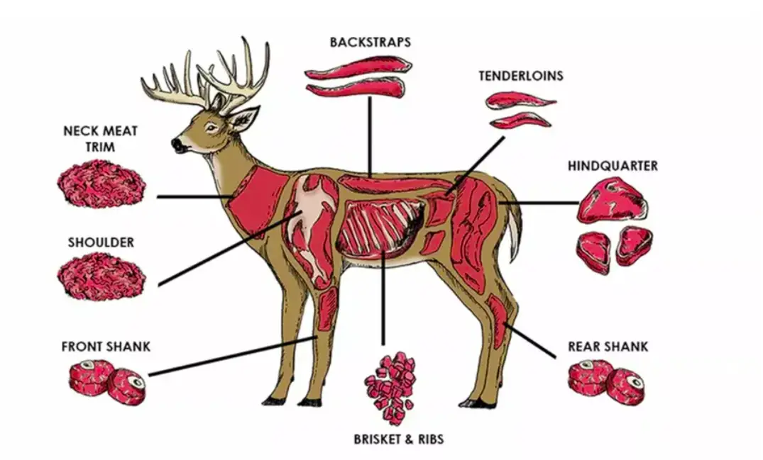 What Is the Backstrap of a Deer